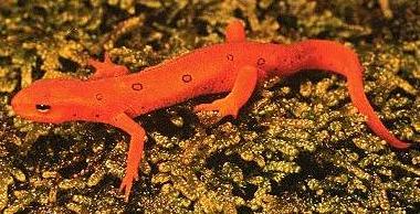 Red Spotted Newt