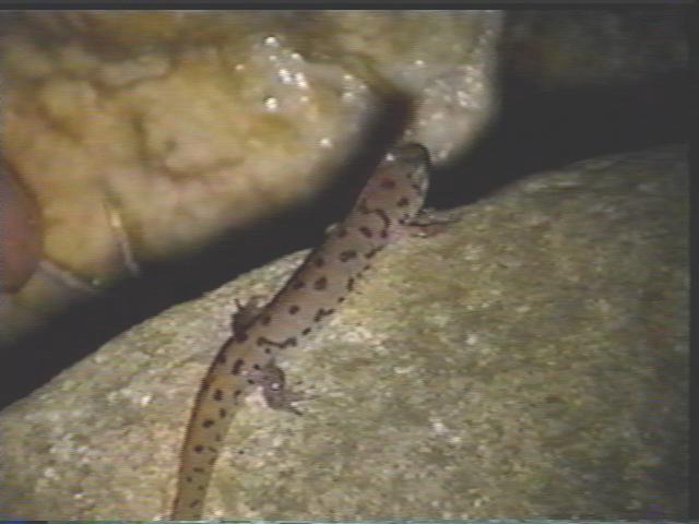 Spotted Salamander