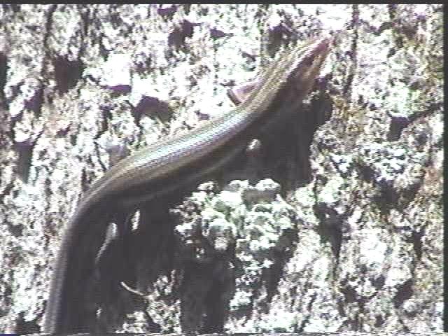 Skink