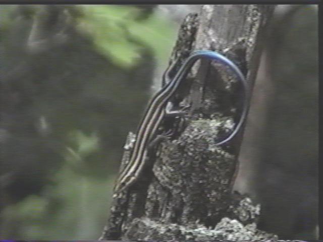 Skink