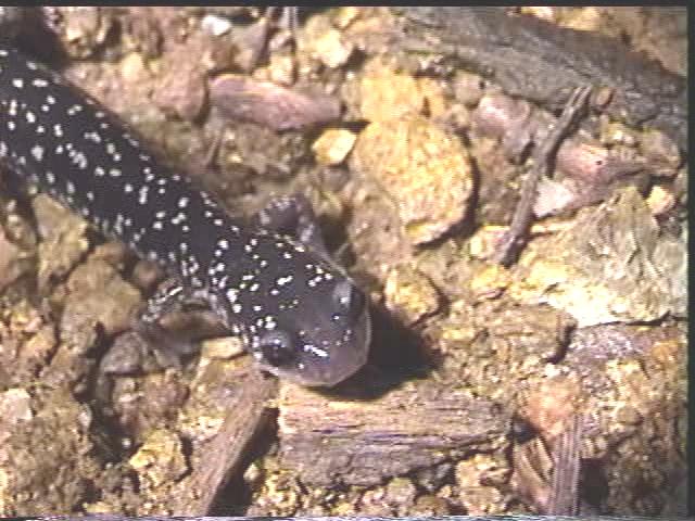 Salamander