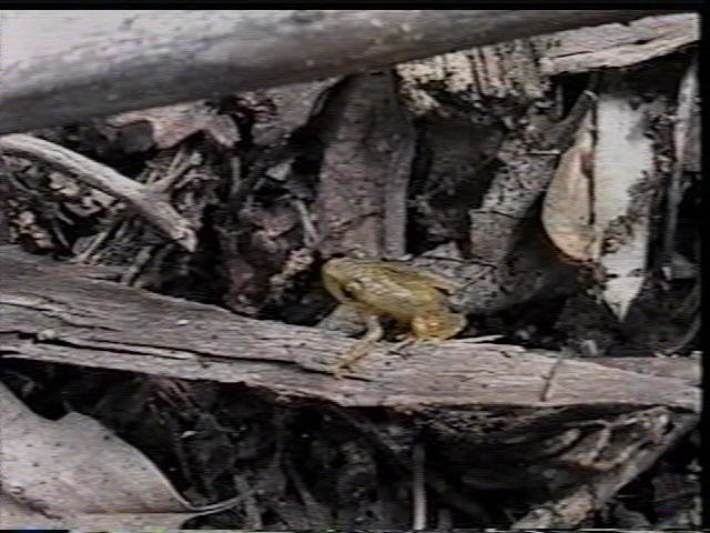 A baby spring peeper