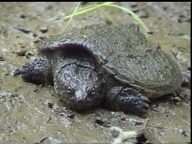 Snapping Turtle