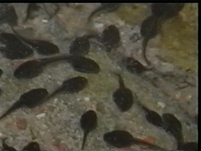 Tadpoles