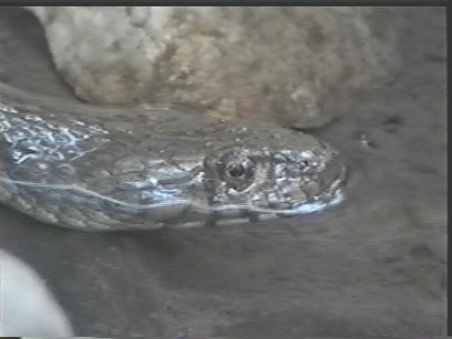 A not-so common water snake