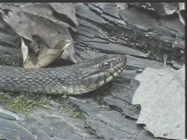 A not-so common water snake