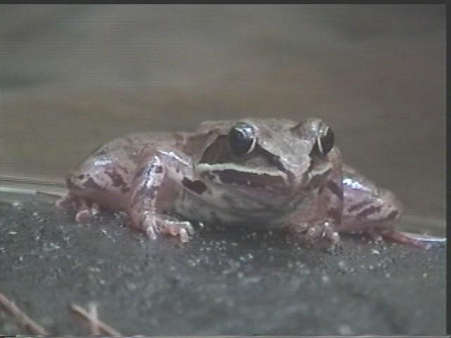 Wood frog