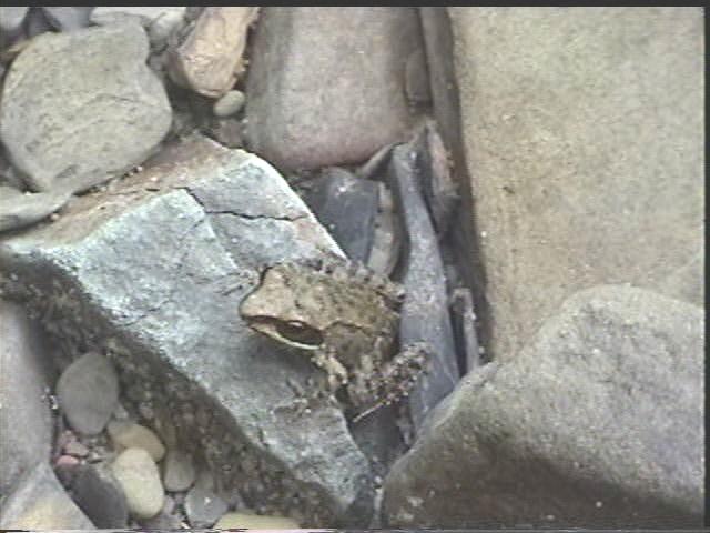 Wood Frog