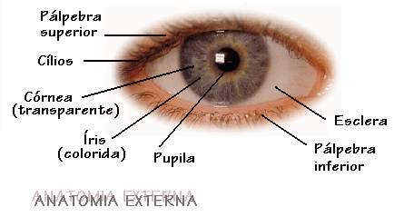 Anatomia Externa