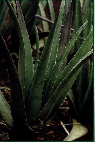 Aloe vera barbadensis