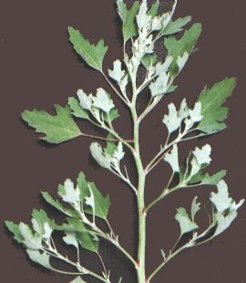 Chenopodium album