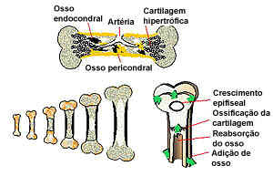 Crescimento de osso longo