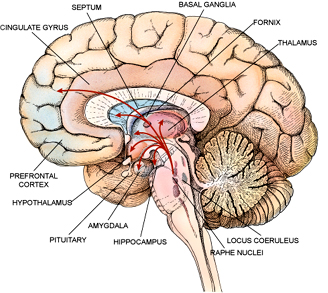 Cerebral Interior - Left Click For Big Image With Links - Right Click For Larger Image