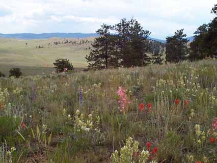 Meadow and Flowers