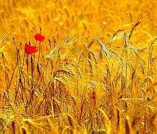 Spring in Tierra de Campos