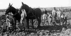 Harvesting potatoes