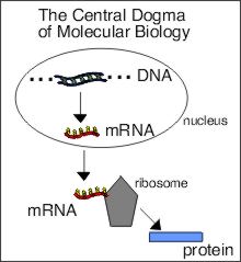 Drawing of path from DNA to protein