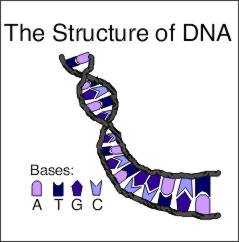 drawing of DNA bases