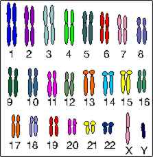 drawing of human chromosomes