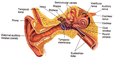  ear