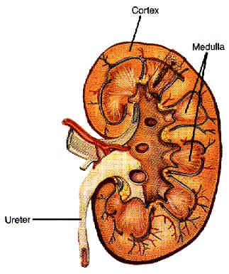 Ŧ kidney