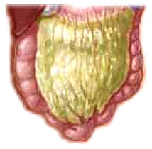 jz large intestine