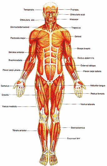 ٦ muscle