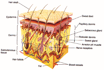 ֽ skin