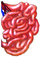 pz small intestine