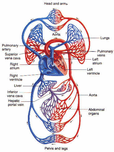  vessel