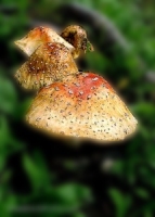 Mushrooms enhanced by using gaussian blur on background