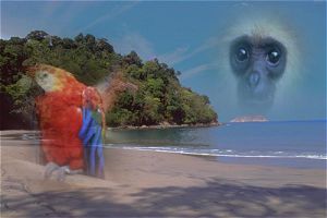 The bird and the monkey were added into this photo using feathering.