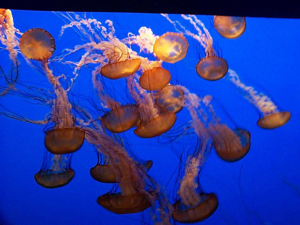 Monterey Aquarium