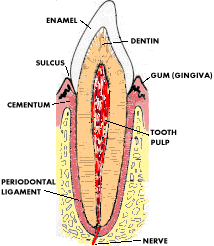 incisor.gif (15930 bytes)