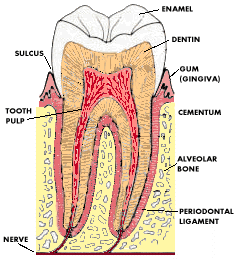 molar.gif (23699 bytes)