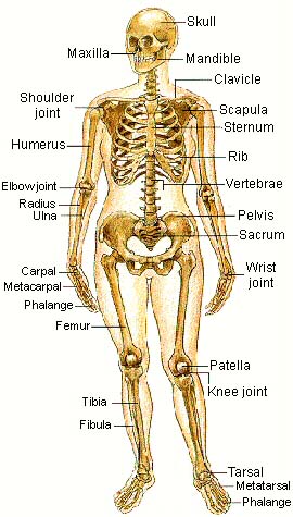 detail of The Skeletal System