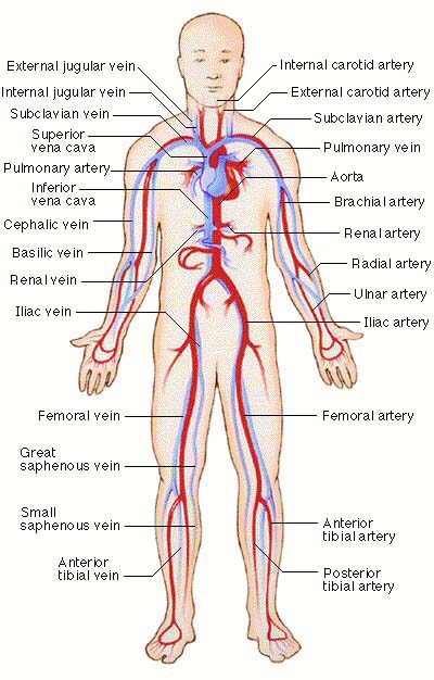 detail of The Circulatory System