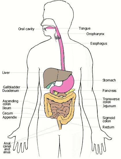 detail of The Digestive System