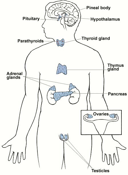 detail of The Endocrine System