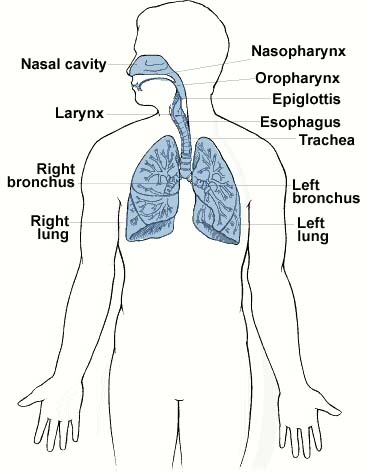 detail of The Respiratory System