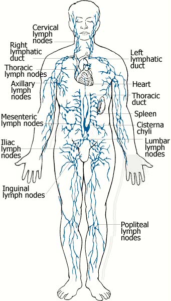 detail of The Lymphatic System