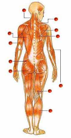 detail of the Muscular System