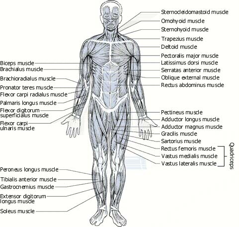 detail of The Muscular System