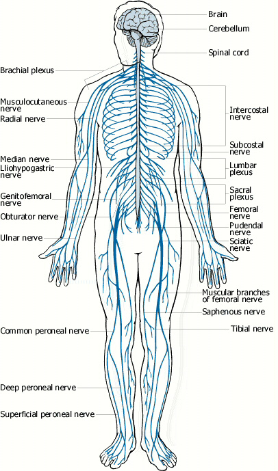 detail of The Nervous System