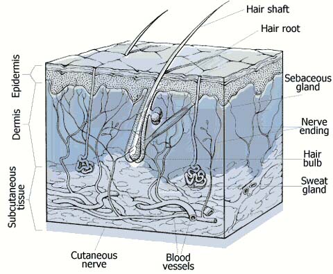 detail of The Integumentary System