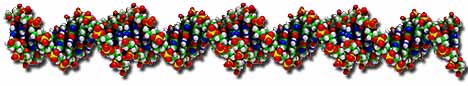 Analisi del DNA