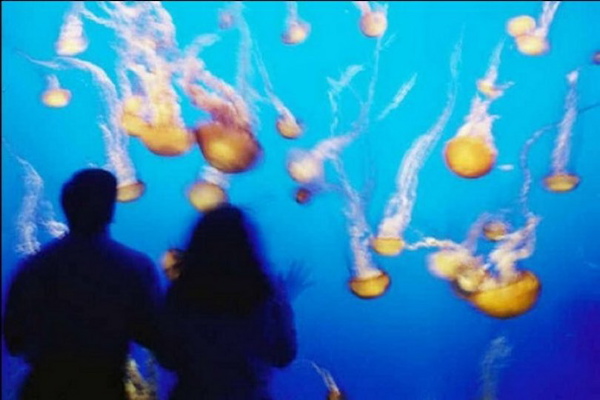 Orange Jellies! Monterey, CA