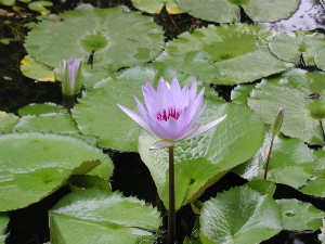 Bloomin' Lilpads, Cuernavaca, Mexica