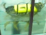 dog in tank