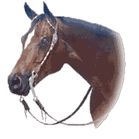 Horse's Head